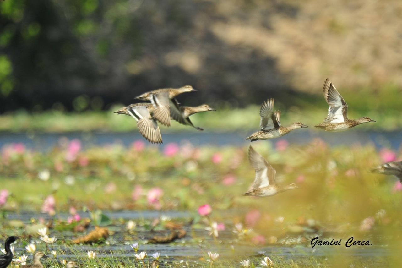 Captain'S Bird Safari Lodge Путталам Экстерьер фото